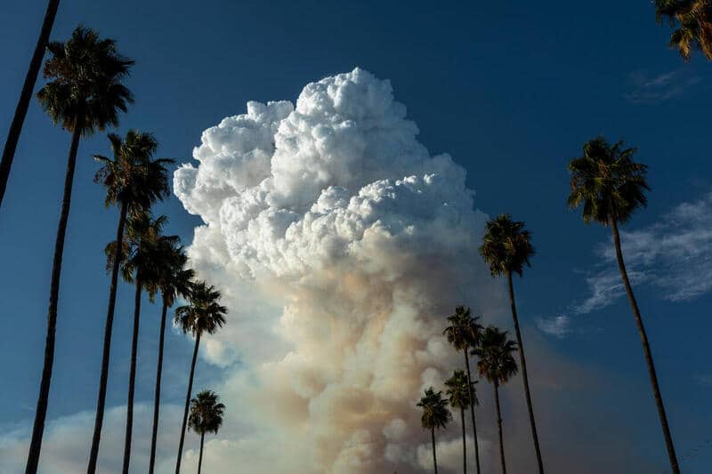 A massive pyrocumulus cloud forms atop a smoke plume, framed between rows of palm trees.