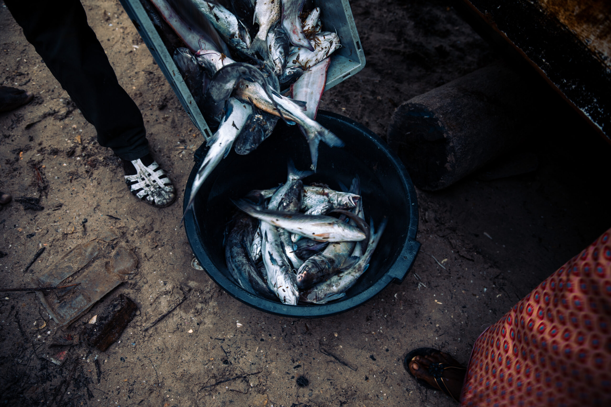 How Fishmeal Factories Put Food Out of Reach for Communities in